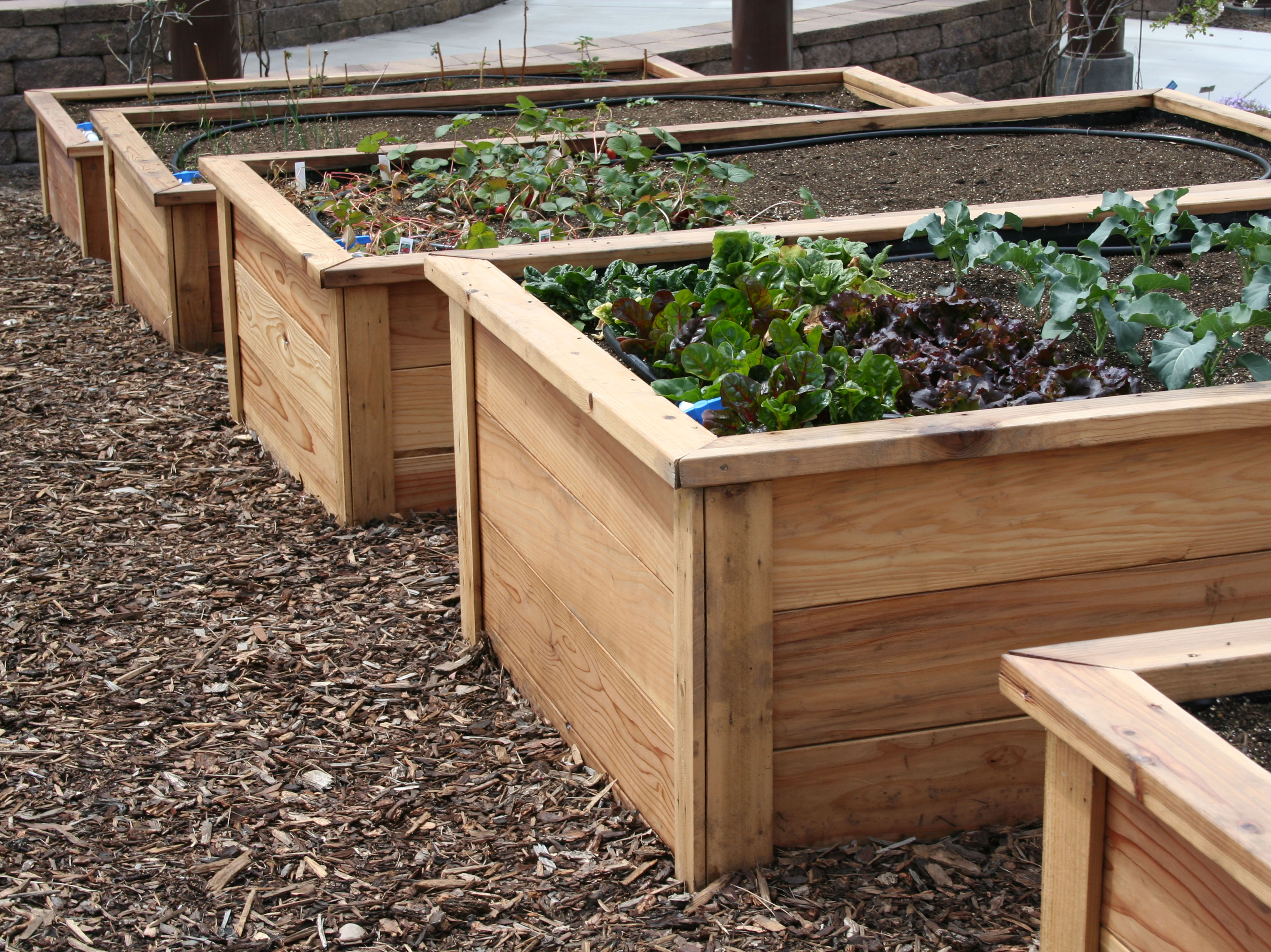 Wooden garden boxes with sprouting vegetables
