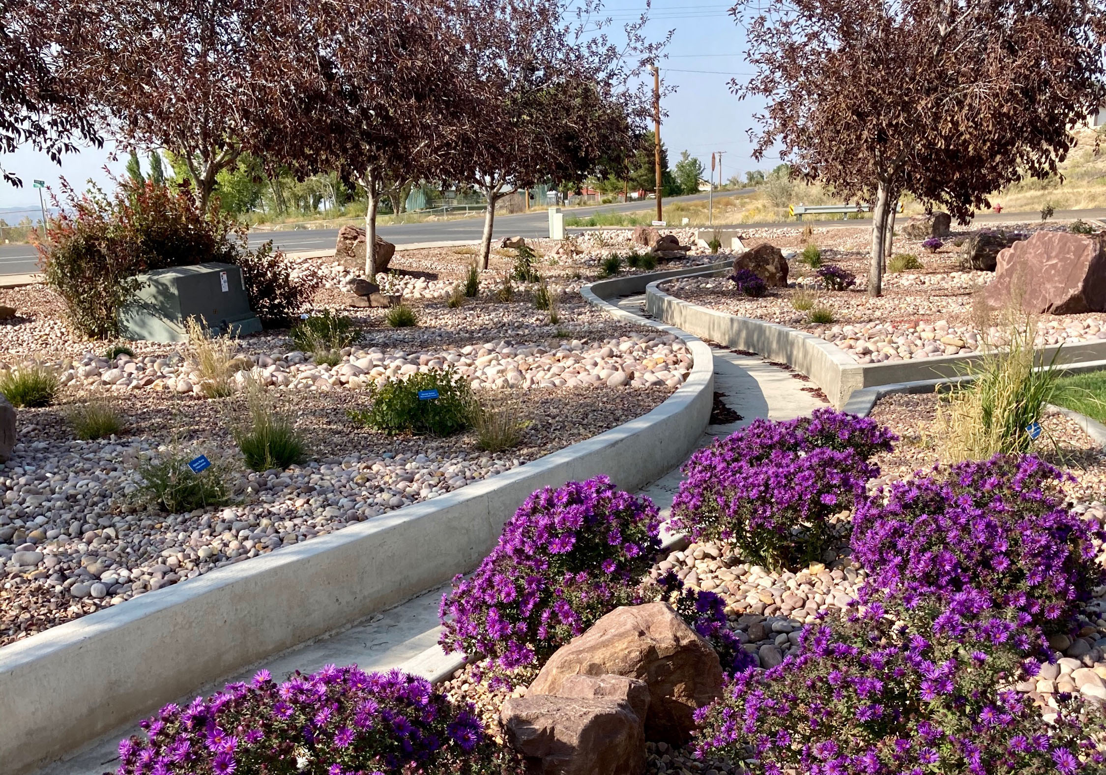 Picture of purple asters in bloom in a water-efficient landscape