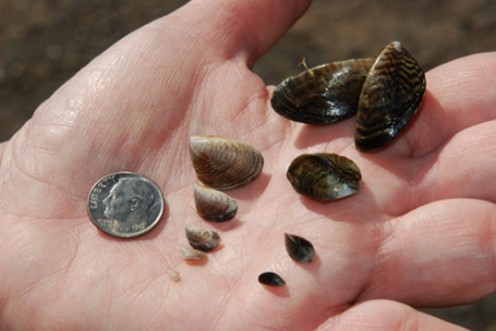 hand holding quagga mussels